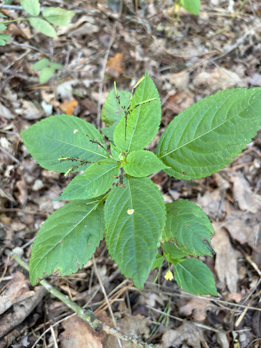 small balsam