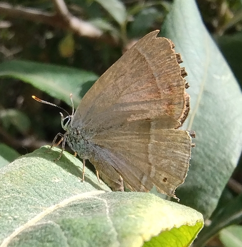 Purple hairstreak