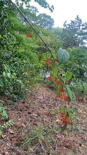 tea viburnum