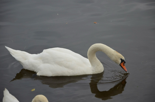 Mute Swan