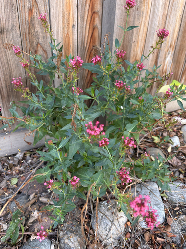 Red Valerian