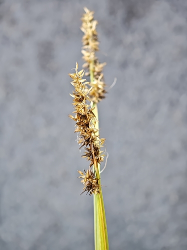 Carex stipata, photograph 1