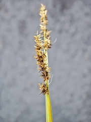 (c) kursic, some rights reserved (CC BY) Carex stipata, photograph (c) kursic, some rights reserved (CC BY)