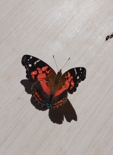 Banded Lady