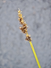 (c) kursic, some rights reserved (CC BY) Carex stipata, photograph (c) kursic, some rights reserved (CC BY)
