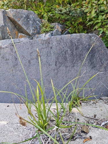 Carex stipata, photograph 3
