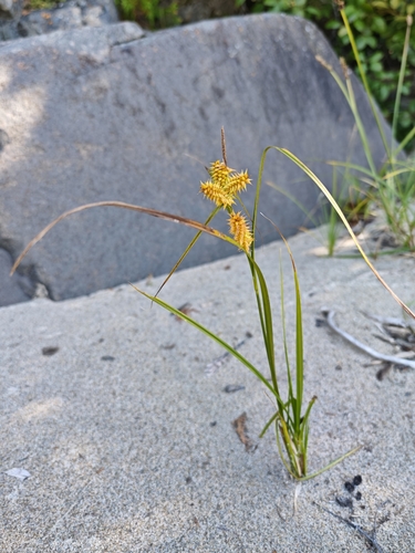 Carex retrorsa, photograph 1