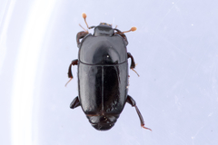 Platylomalus aequalis