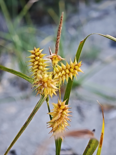 Carex retrorsa, photograph 2