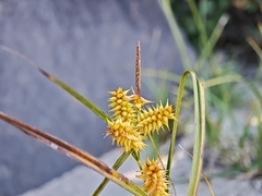 Carex retrorsa, photograph (c) kursic, some rights reserved (CC BY)