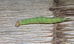 Opsiphanes invirae amplificatus