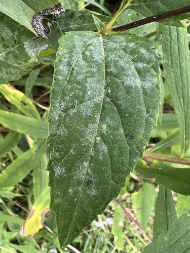 Neoerysiphe maquii