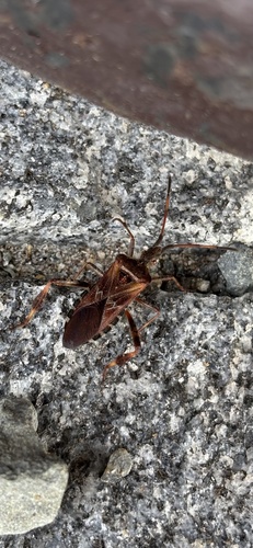 Western Conifer Seed Bug