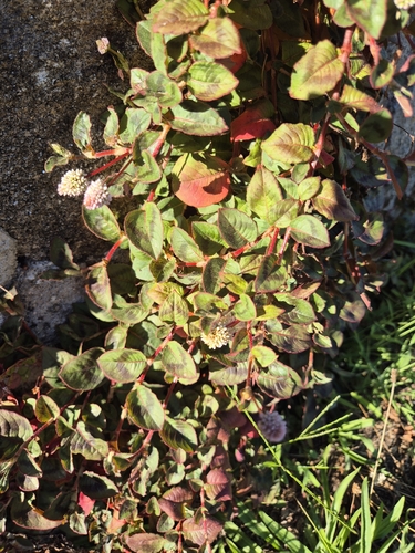 pink knotweed