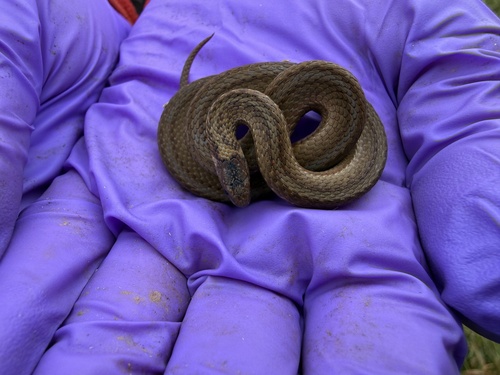 Red-bellied Snake