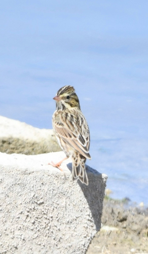 Savannah Sparrow
