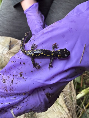 Spotted Salamander