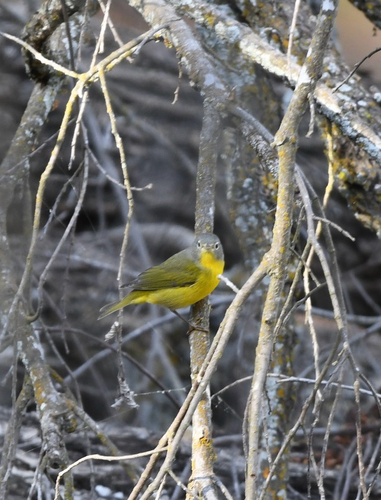 Nashville Warbler