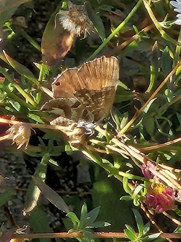 Common Geranium-bronze