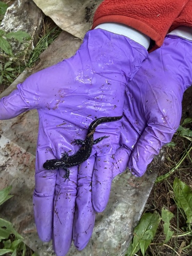 Blue-spotted Salamander