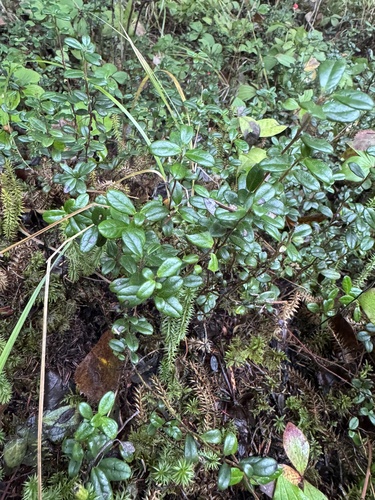 Lingonberry