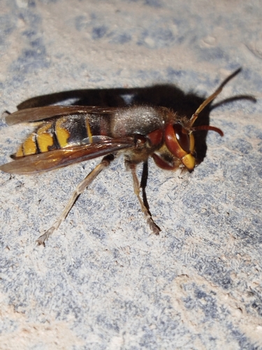 European Hornet