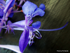 Plectranthus elegans