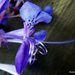 Plectranthus mahonii - Photo (c) Phil Bendle, algunos derechos reservados (CC BY-NC), subido por Phil Bendle