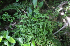 Pteris saxatilis
