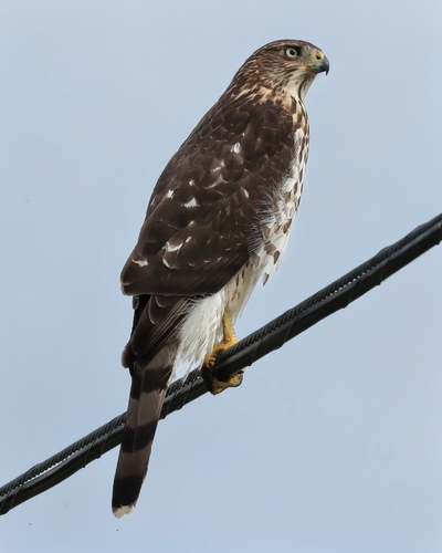 Cooper's Hawk