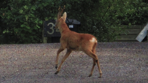 Western Roe Deer