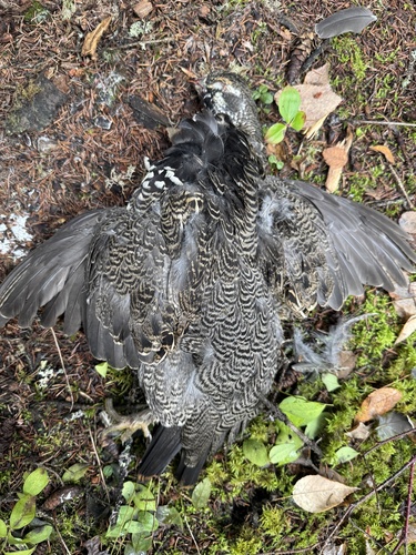 Spruce Grouse