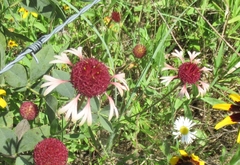 Gaillardia aestivalis