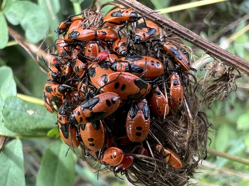 False Milkweed Bug