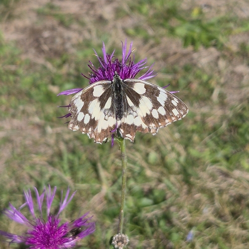 Marbled White