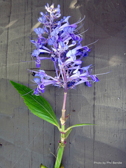 Plectranthus elegans