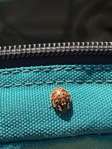 Eye-spotted Lady Beetle