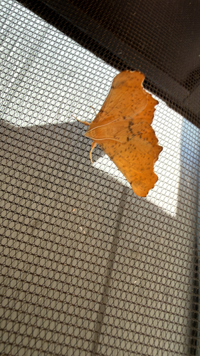 Maple Spanworm Moth