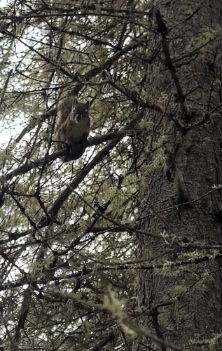 American Red Squirrel
