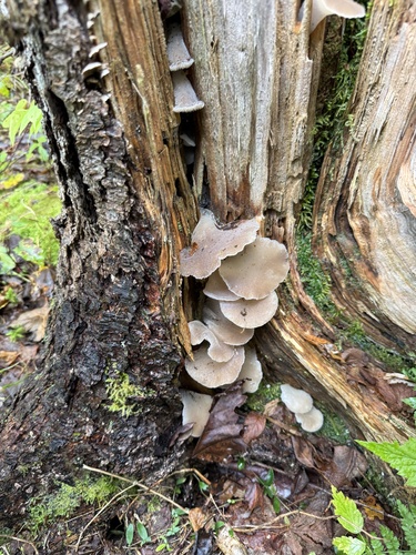 Toothed Jelly Fungus