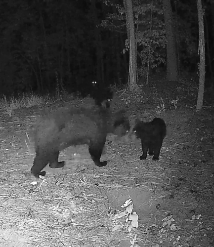 American Black Bear