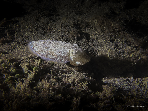 European Common Cuttlefish