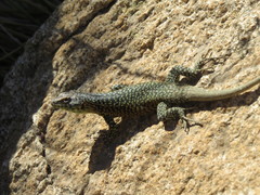 Liolaemus nigroviridis