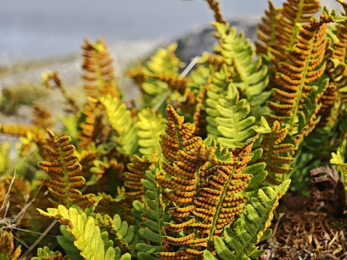 Polypodium virginianum, photograph 5