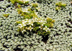 Galium perpusillum
