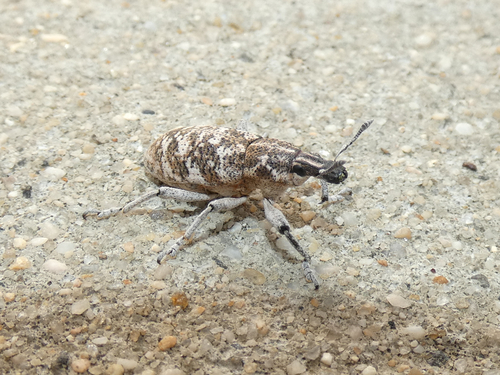 Knapweed Root Weevil