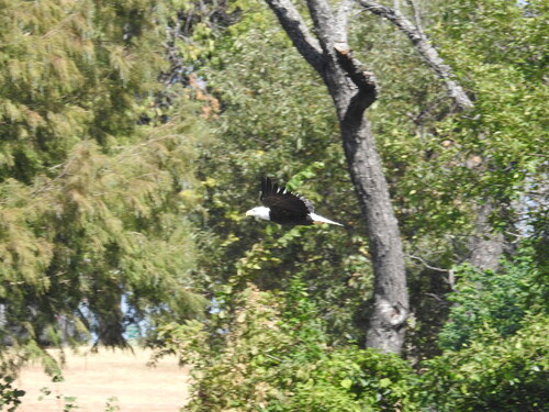 Bald Eagle