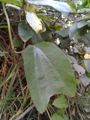 Passiflora alnifolia