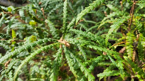 sweetfern