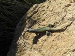 Liolaemus nigroviridis